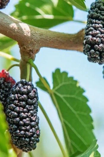 Шовковиця домашня Шеллі | Шелковица домашняя Шелли | Morus alba Shelly